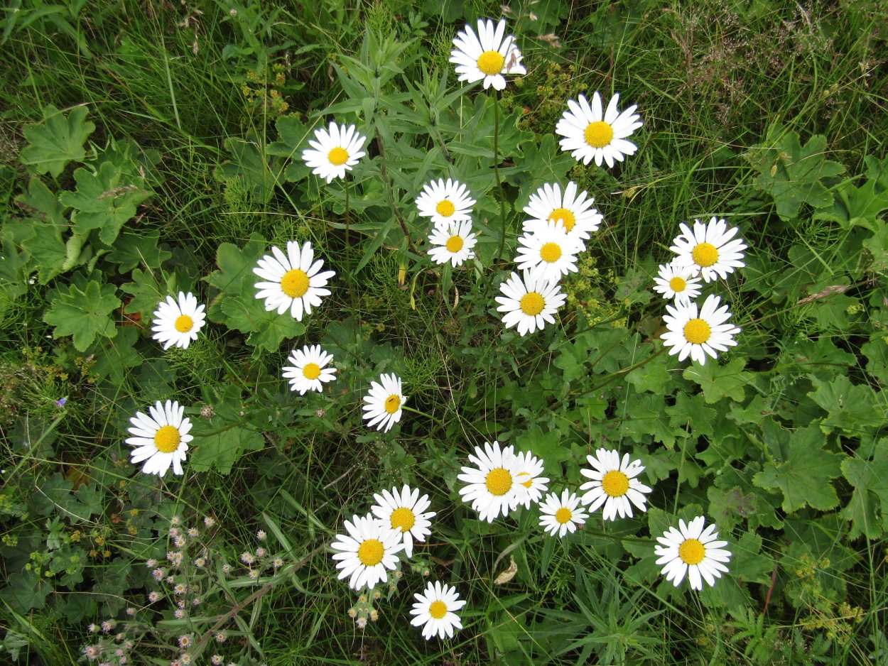 Ромашка белая нивяник Стефания