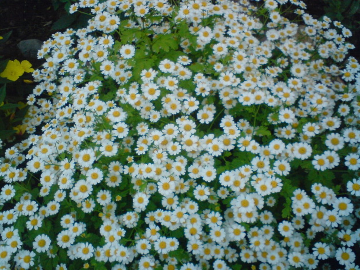 Мелкая Ромашка Болотная