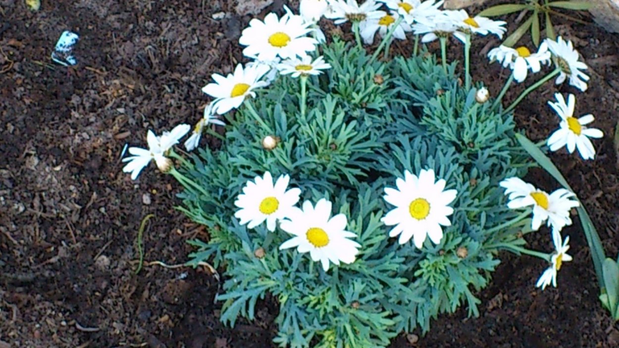 Ромашка кустовая многолетняя низкорослая