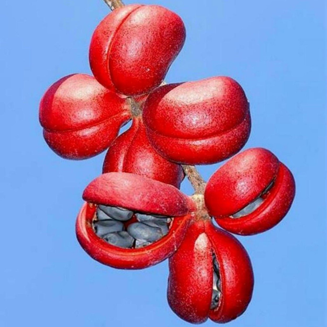 Sterculia quadrifida