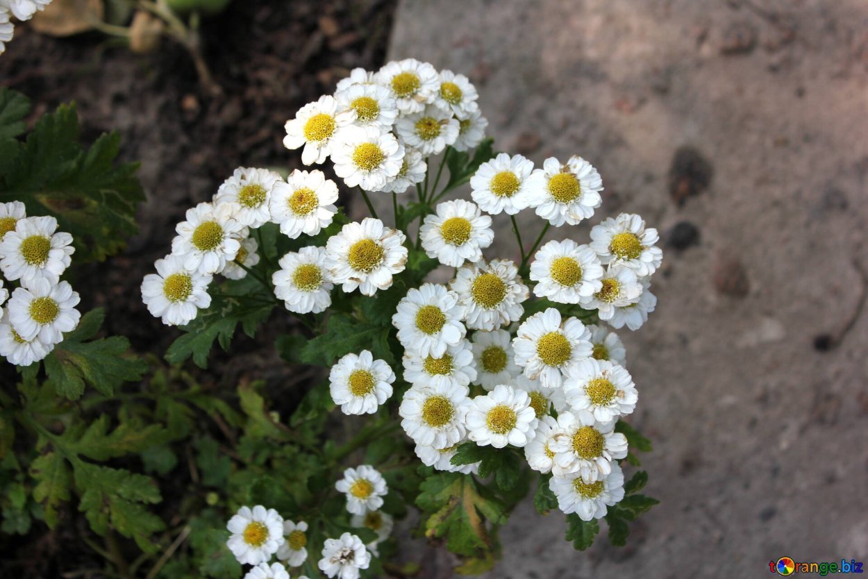 Ромашка шершавоплодная