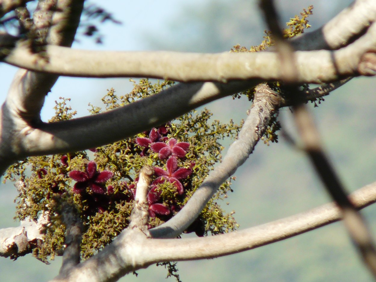 Стеркулия платанолистная Ботанический рисунок