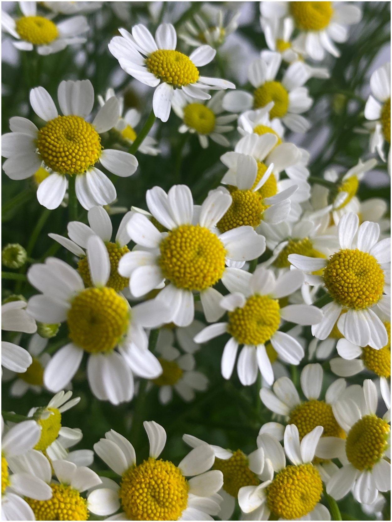 Ромашка кустовая