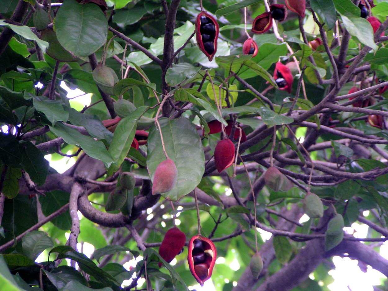 Стеркулия разнолистная (Sterculia diversifolia).