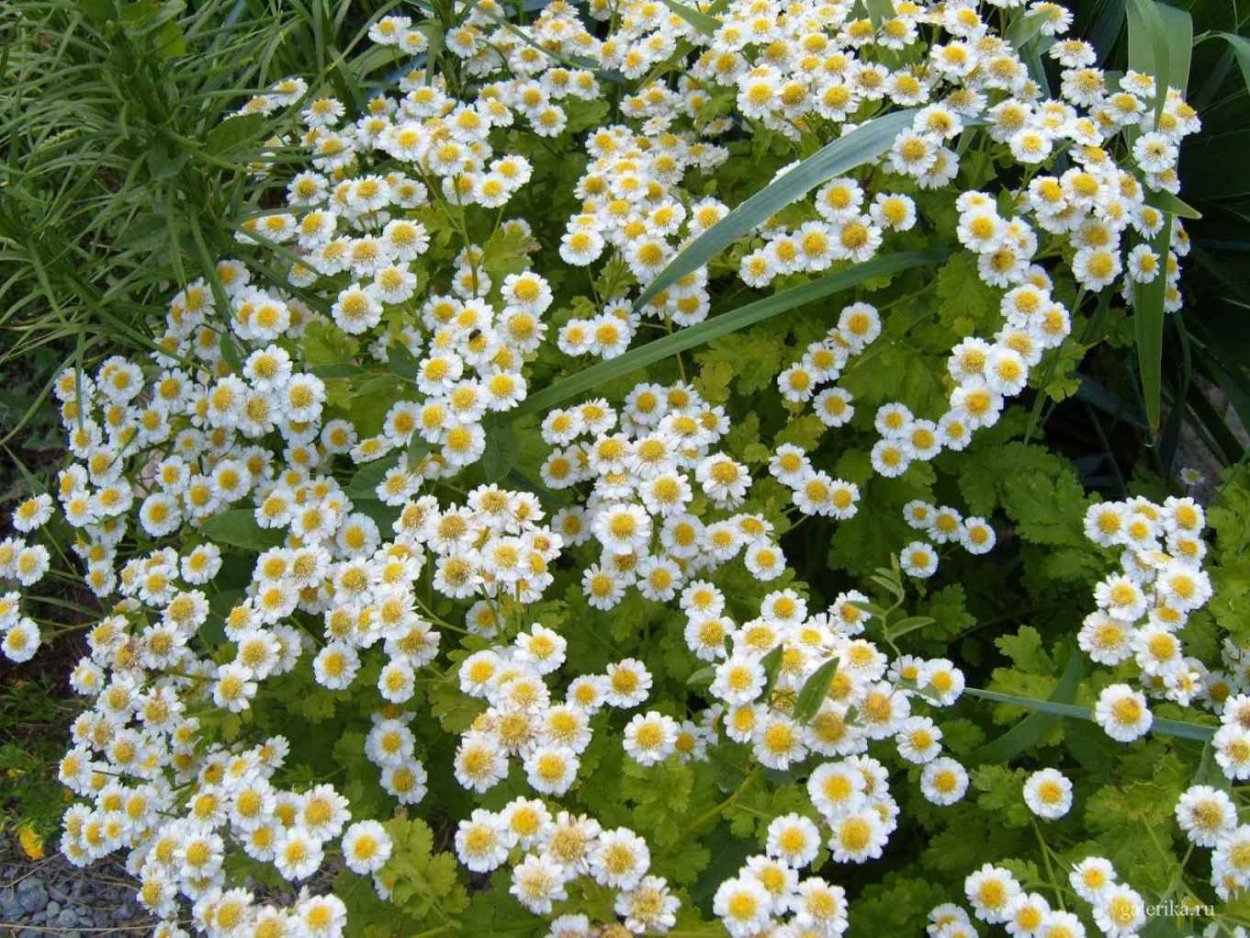Ромашка мелкоцветковая