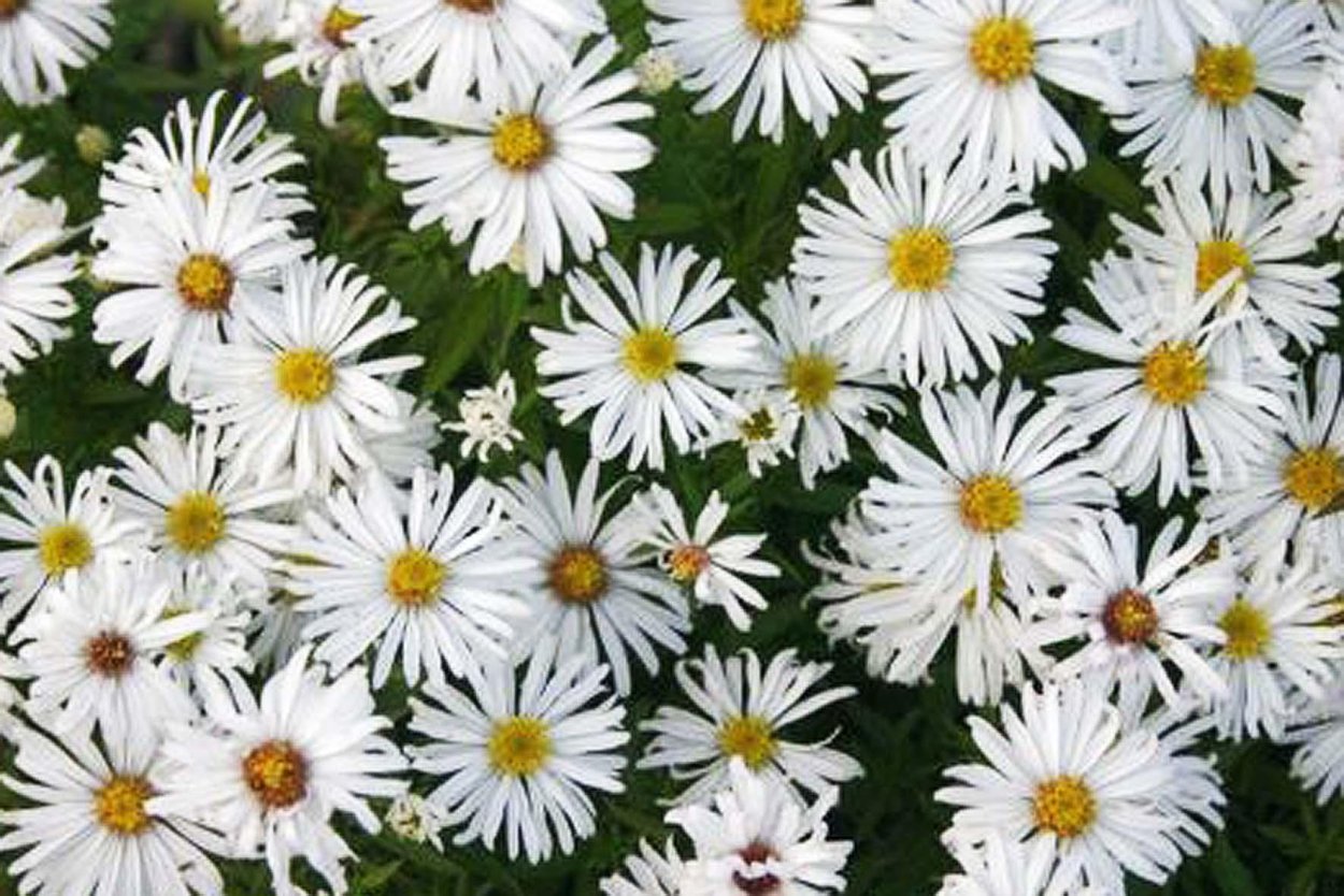 Астра кустарниковая 'Kristina'