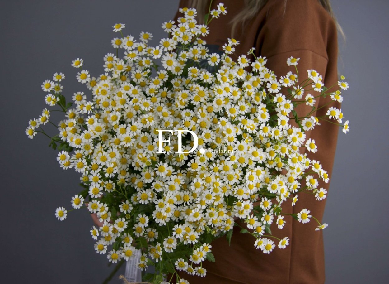 Мелкая Ромашка кустовая матрикария