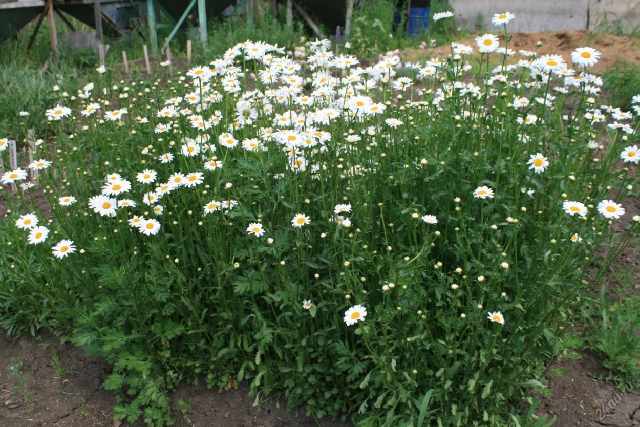 Нивяник (Ромашка) Амелия