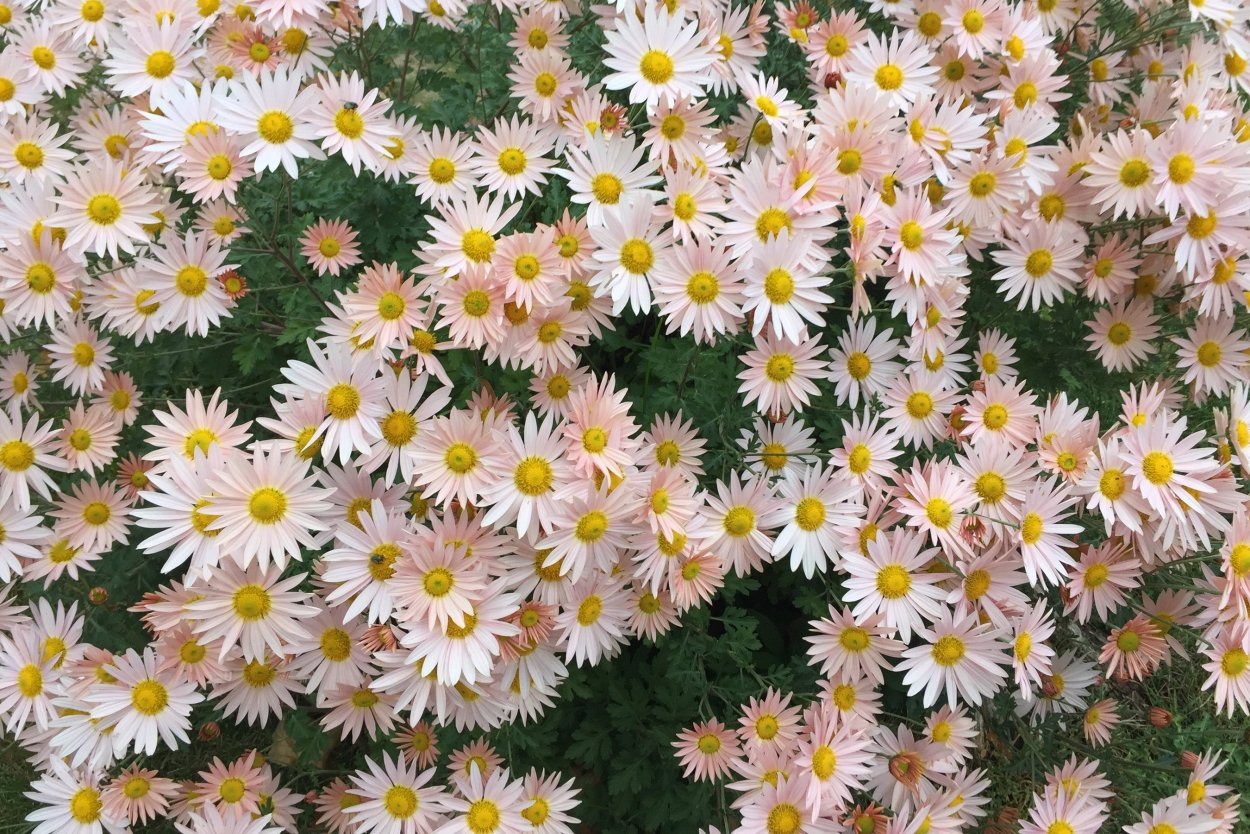 Хризантема мелкоцветковая