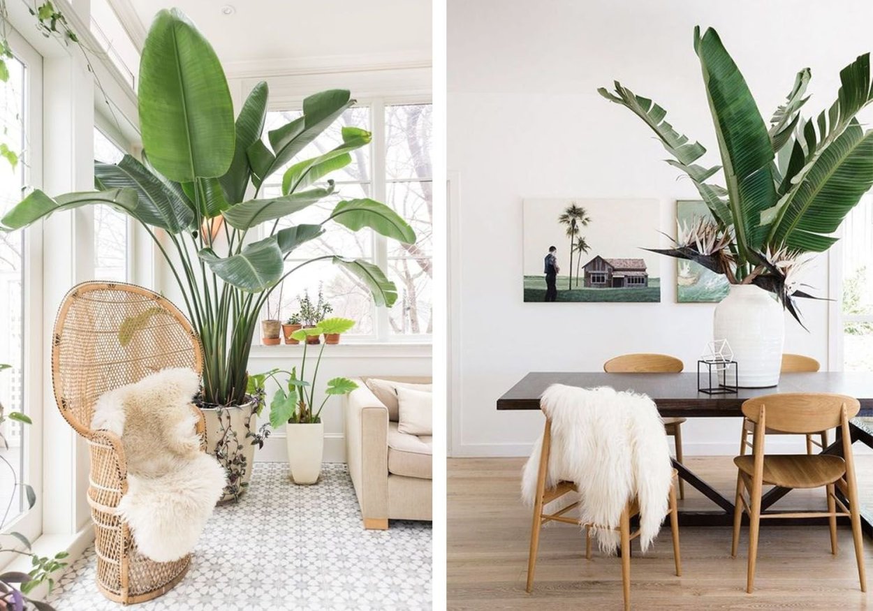 Цветок банан манго Тропикано