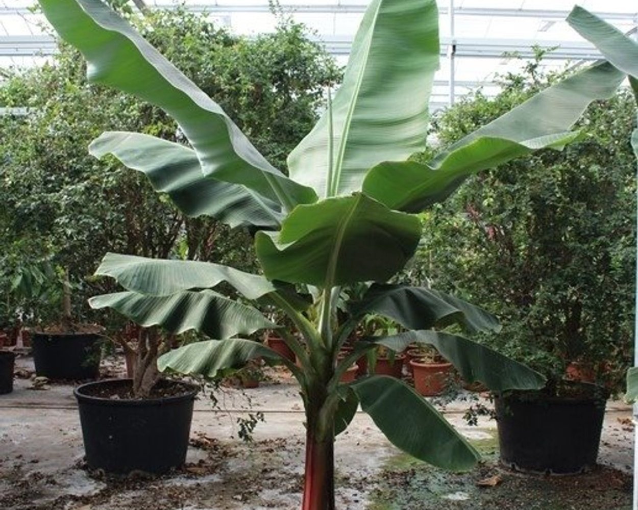 Банан Ботаническая иллюстрация