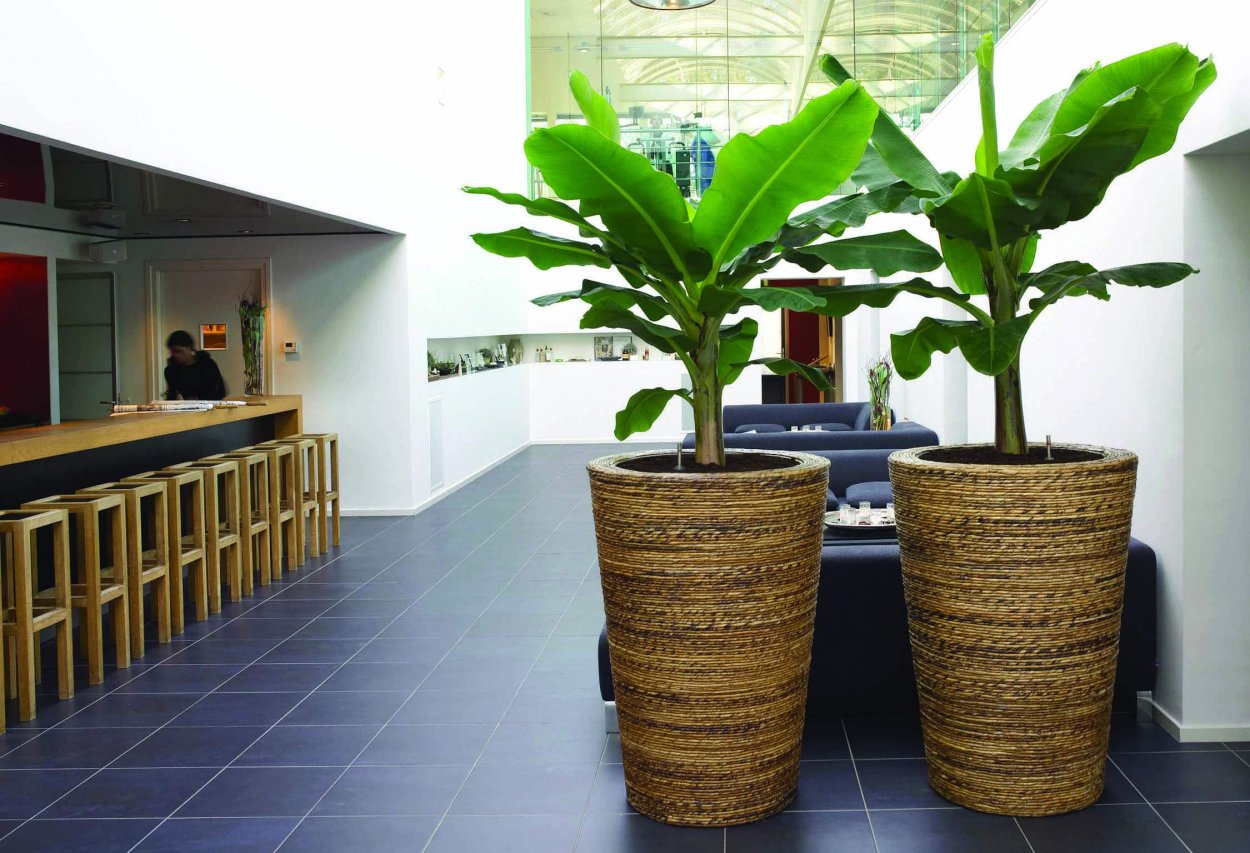 Кашпо для пальмы