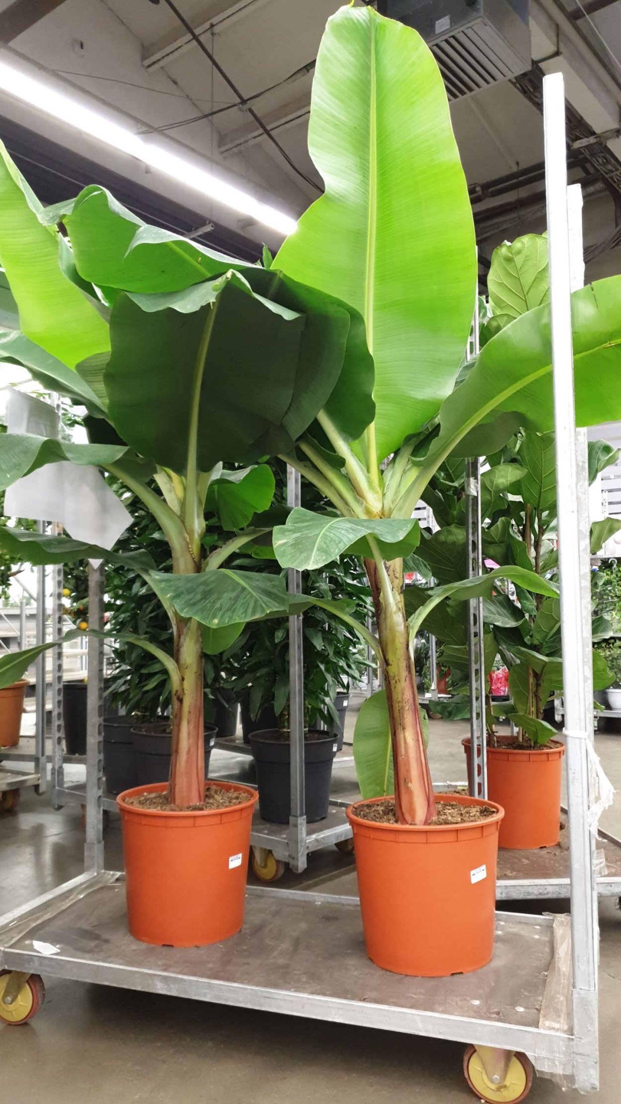 Листья бананового дерева