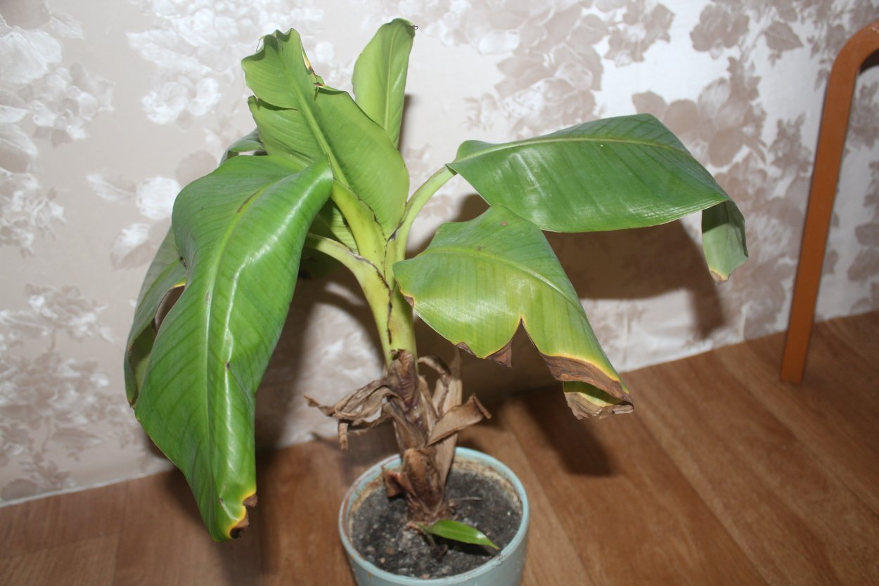 Банановая Пальма Адлер