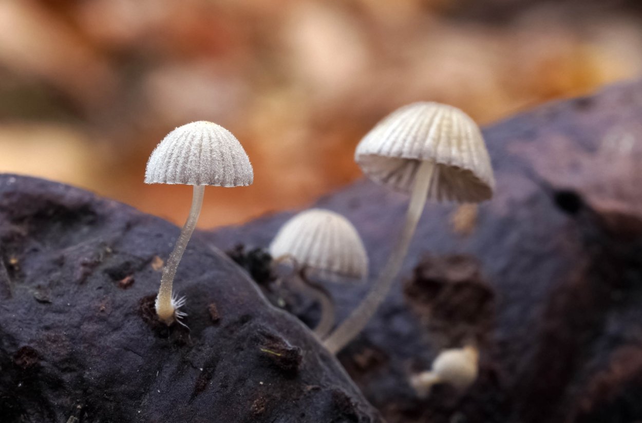 Жуки на Поляне