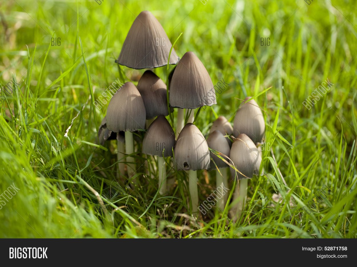 Гриб навозник белый