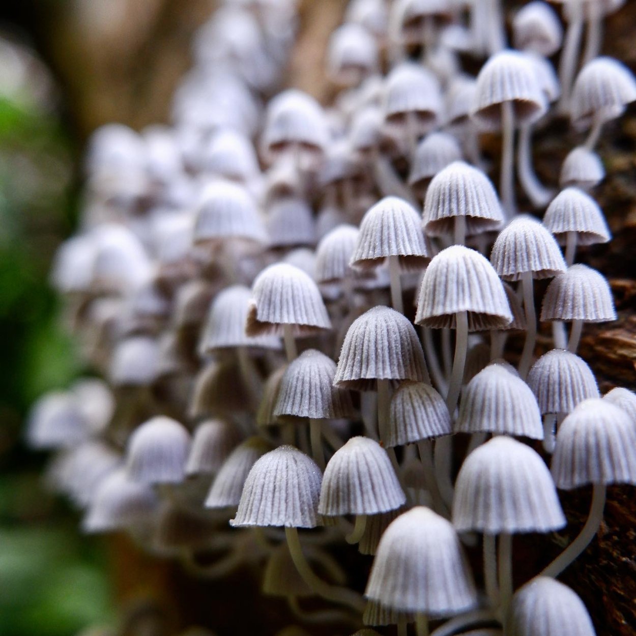 Гриб навозник чернильный