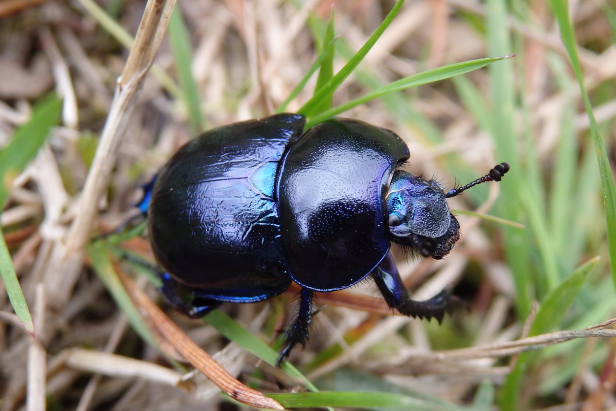 Жук навозник
