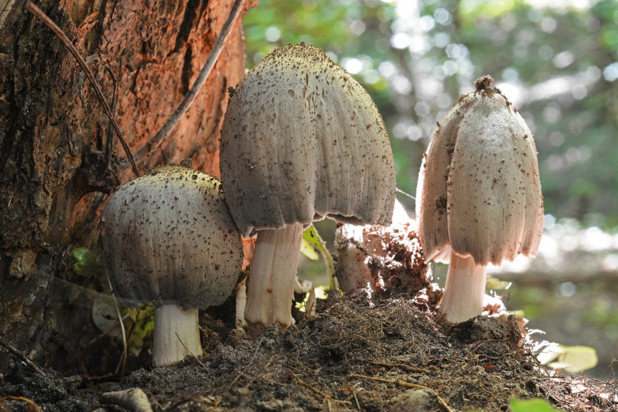 Навозник голова