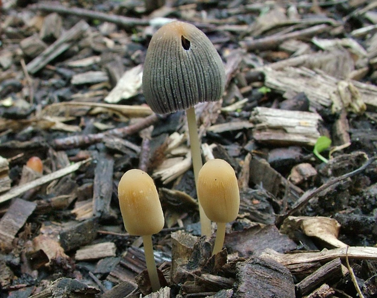 Навозник копринус