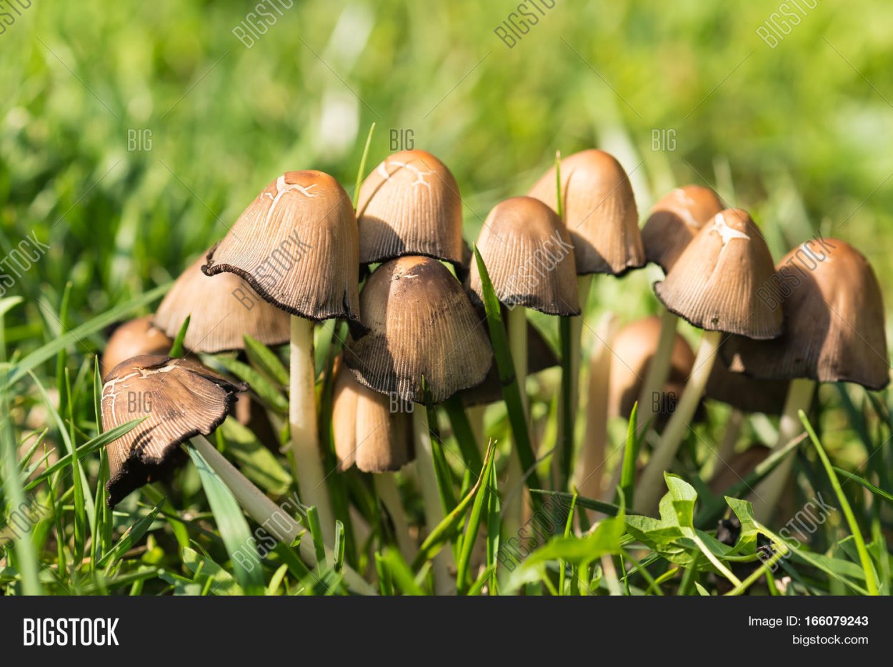 Кузька садовый Жук