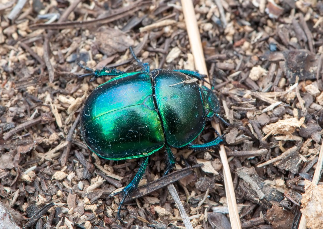 Навозник белый Coprinus comatus