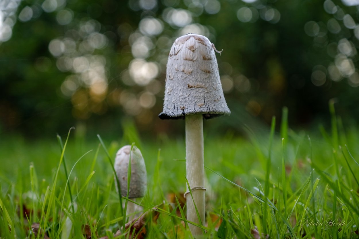 Поганка Луговая