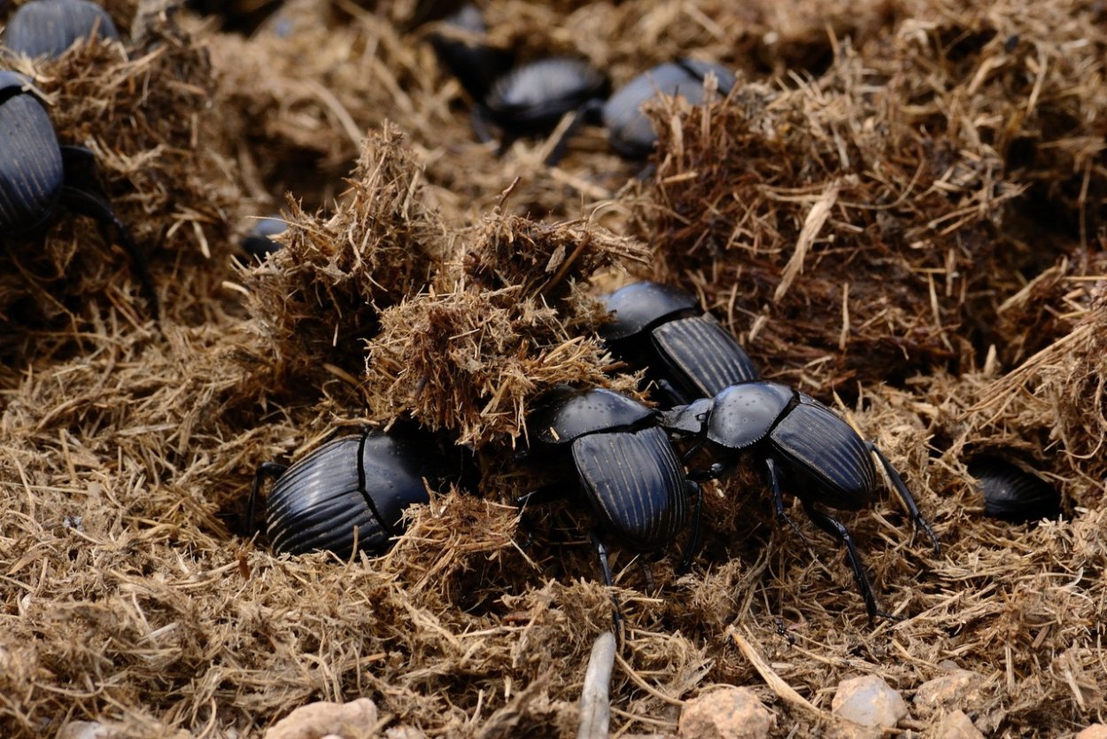 Скарабей навозник