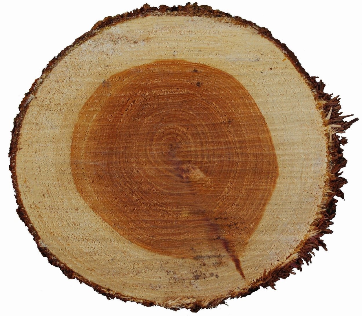 Древесина секвойи вечнозелёной