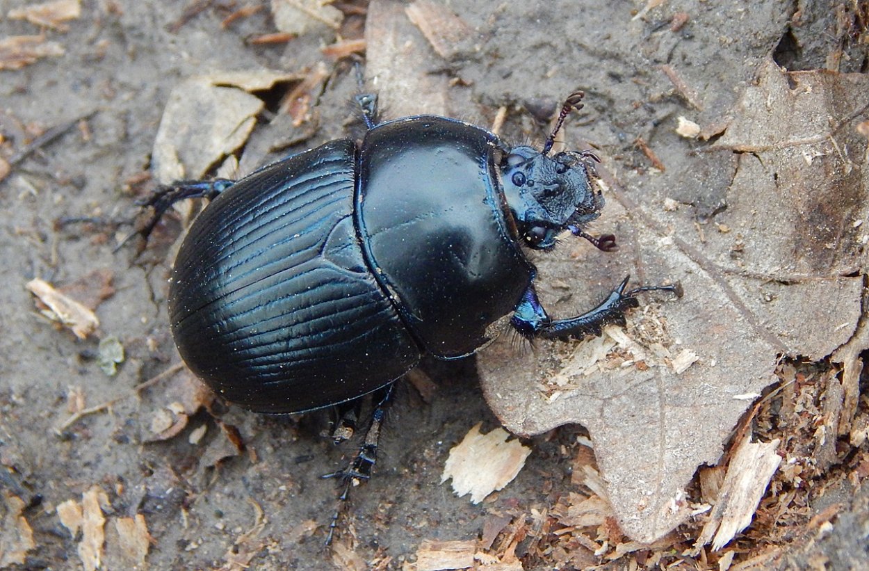 Жук навозник зеленый