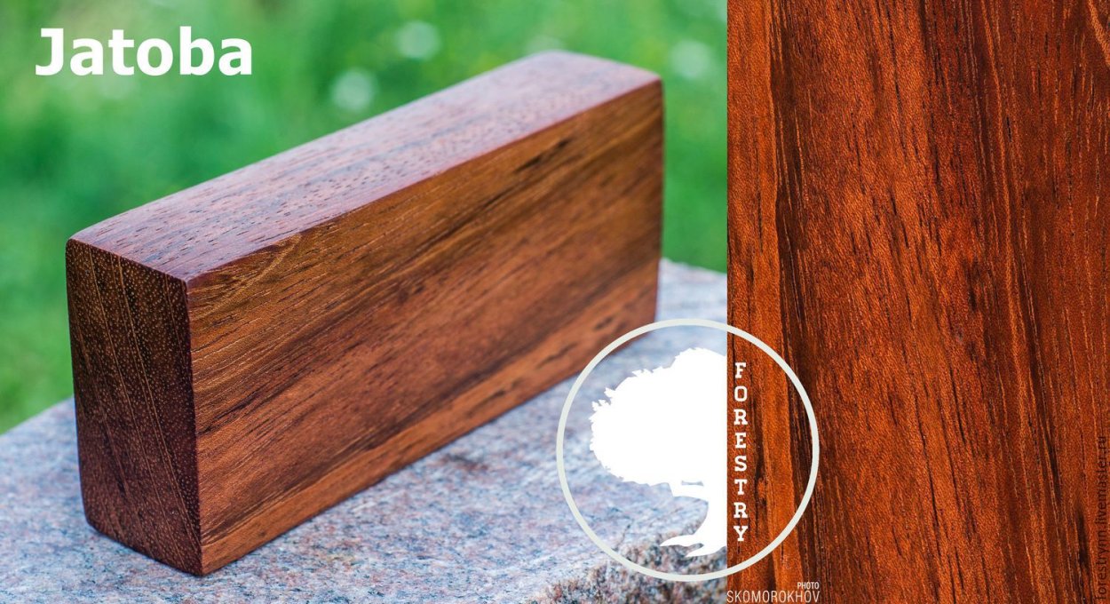 Осина порода древесины