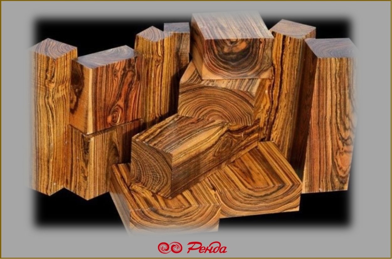 Сейба великолепная