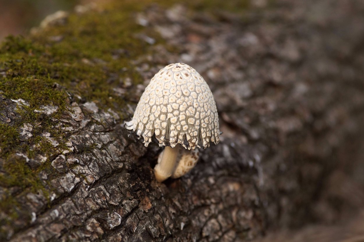 Навозник серый Coprinus atramentarius