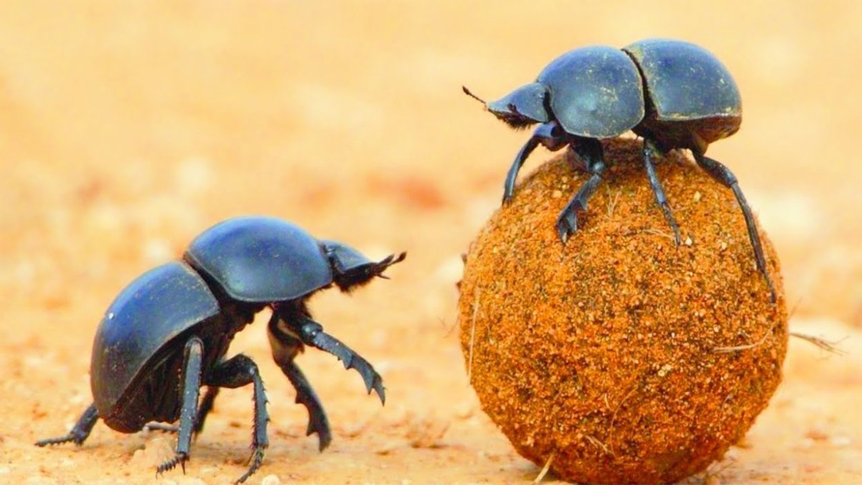 Жук навозник