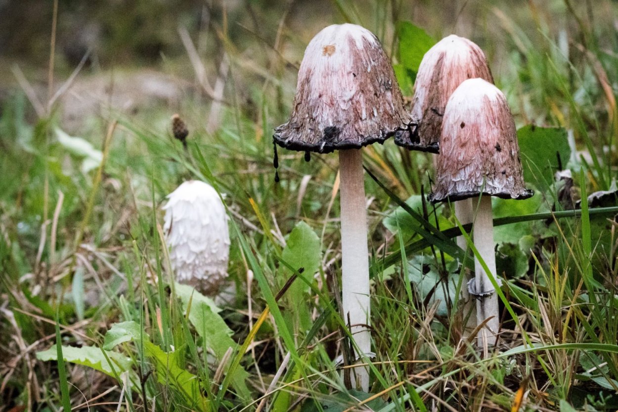 Навозник обыкновенный (Coprinus cinereus)