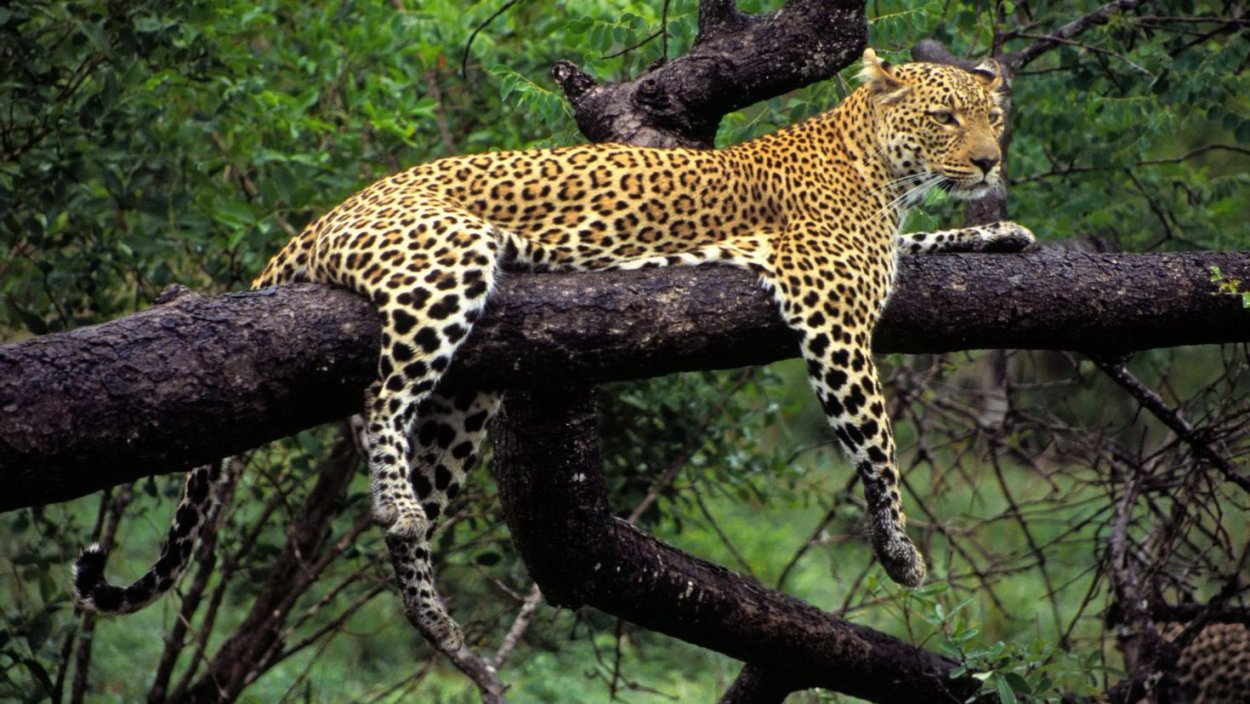 Ягуар в сельве