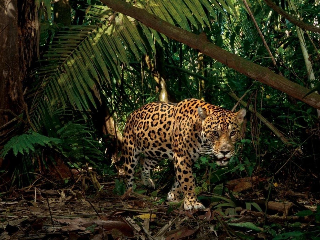 Животные тропиков