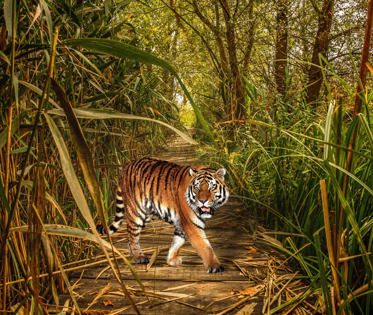 Амазонский Ягуар