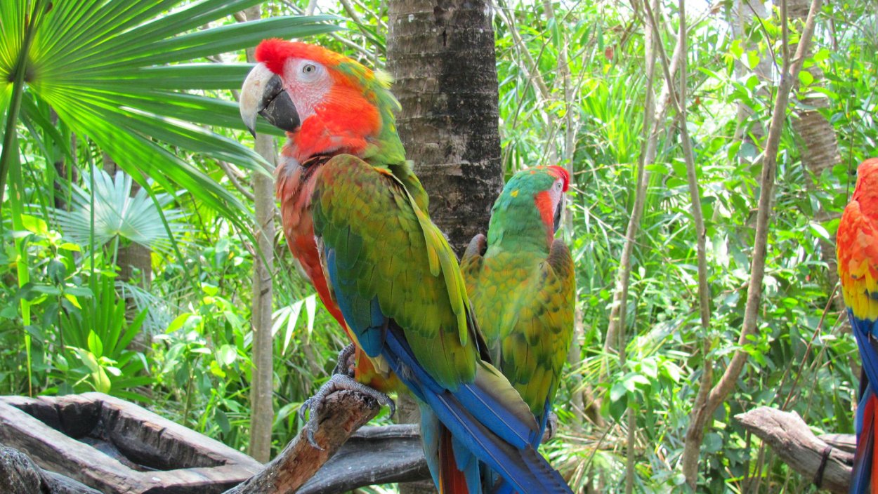 Попугай ара Амазонка