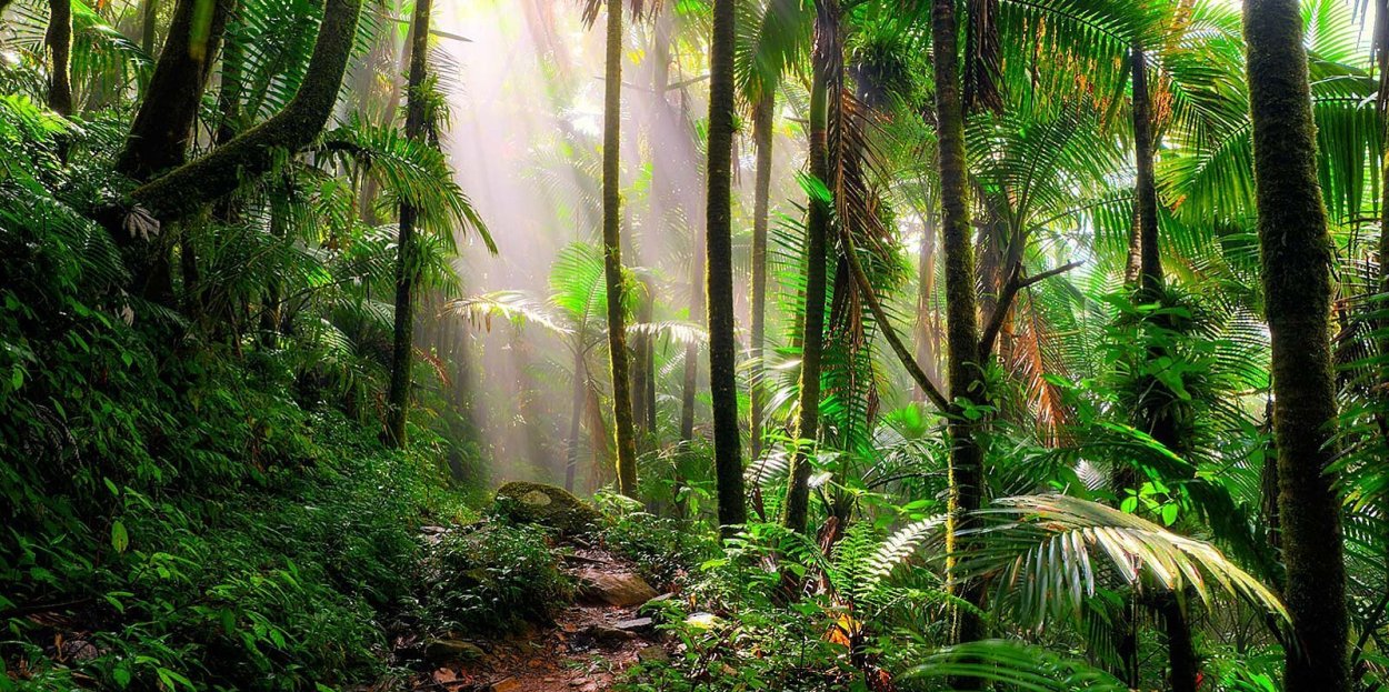 Дождевые леса Австралии