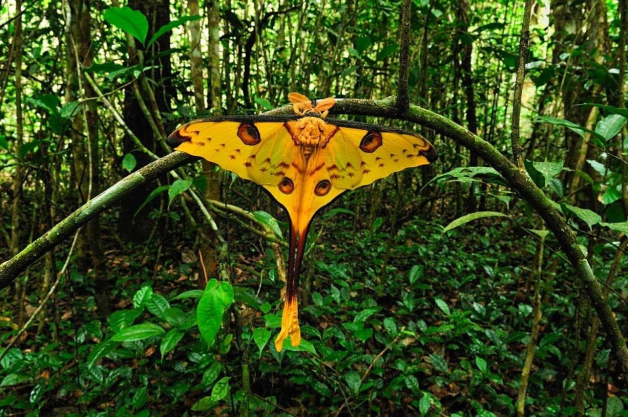 Влажные тропические леса Африки