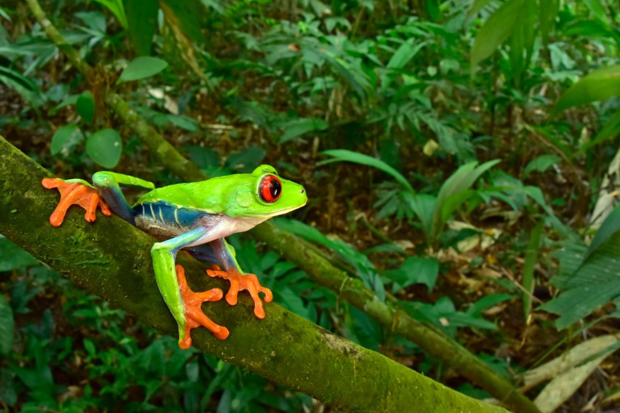 Дымчатый леопард (Neofelis nebulosa),