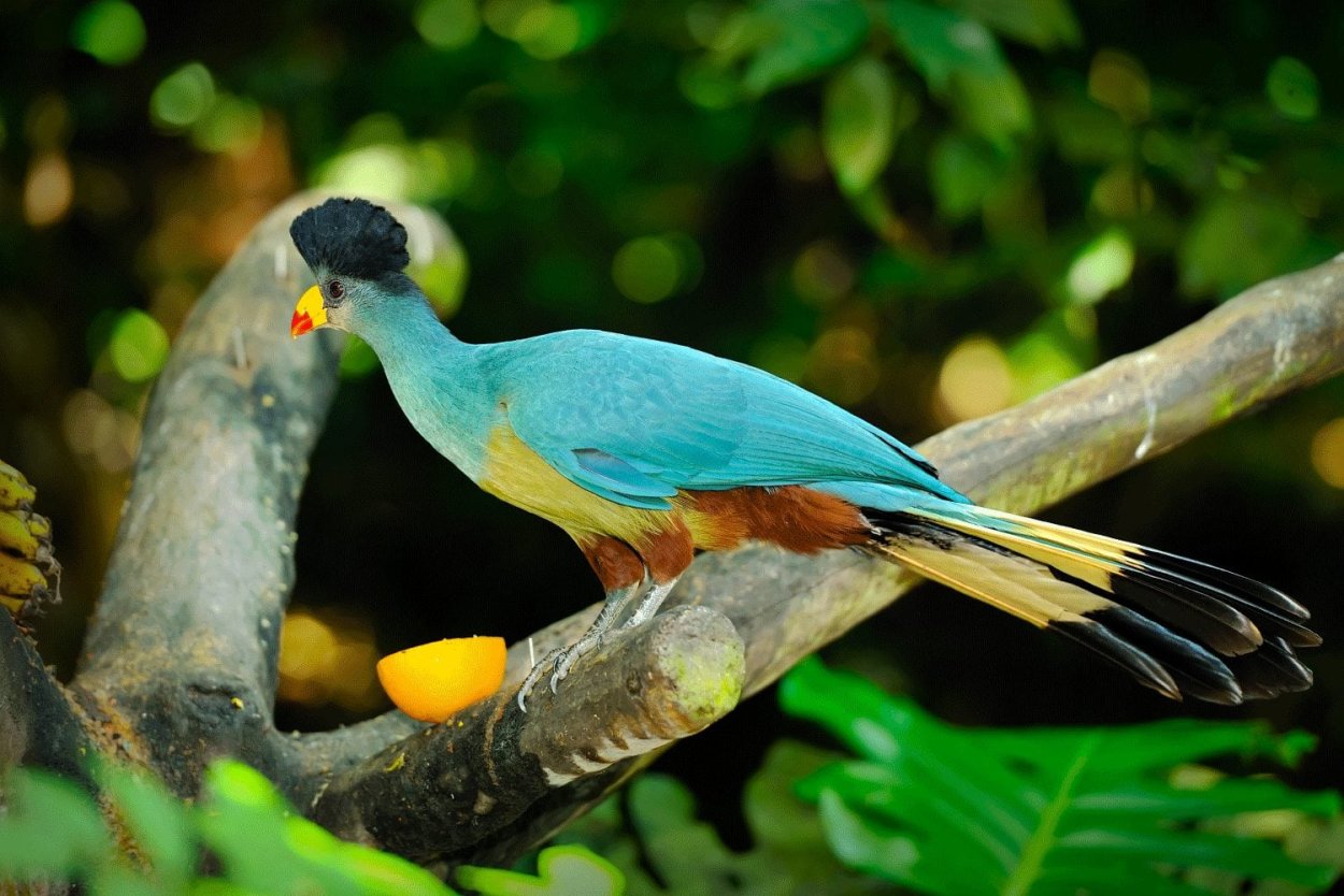 Тропические джунгли бенгальский тигр