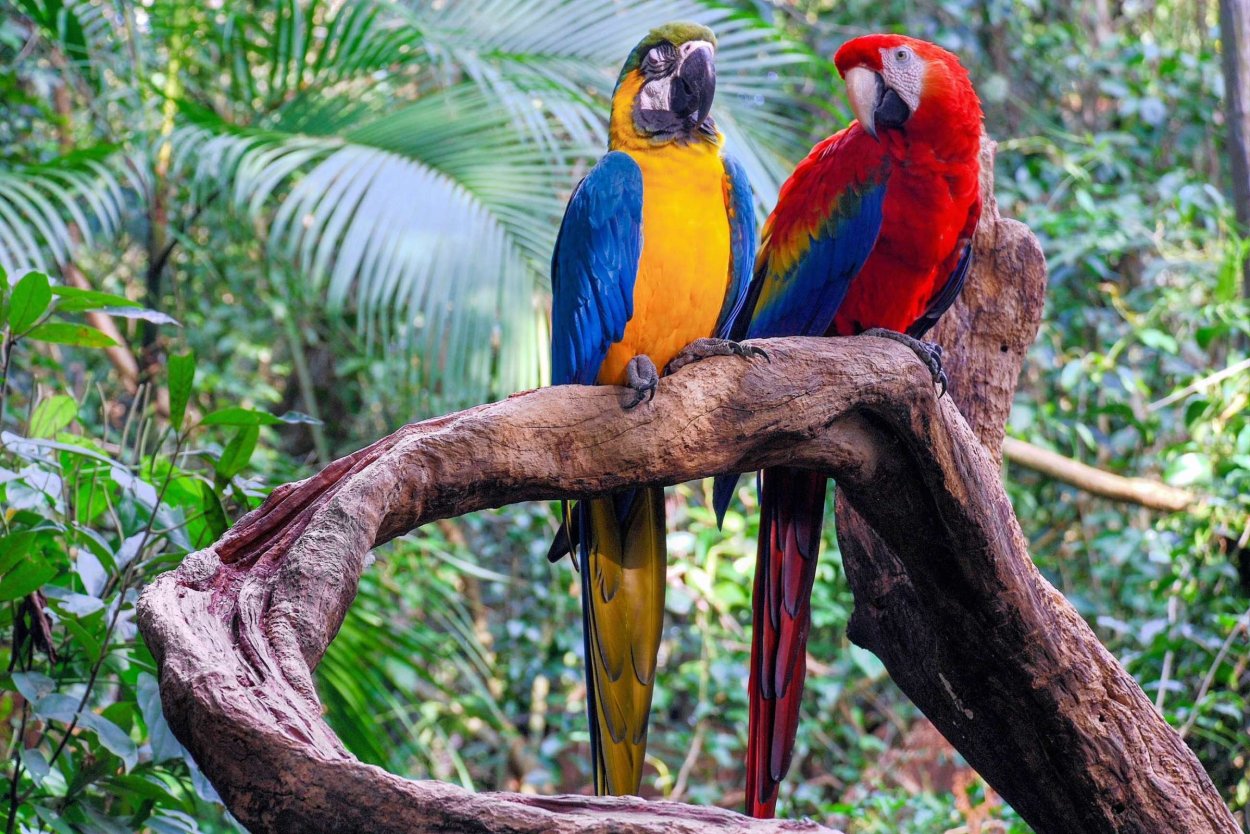 Сельва Амазон птица
