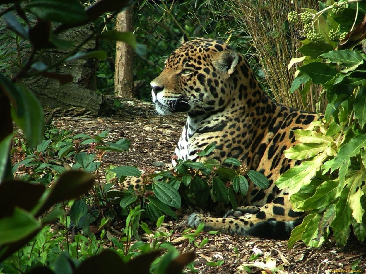 Фауна тропических лесов Африки