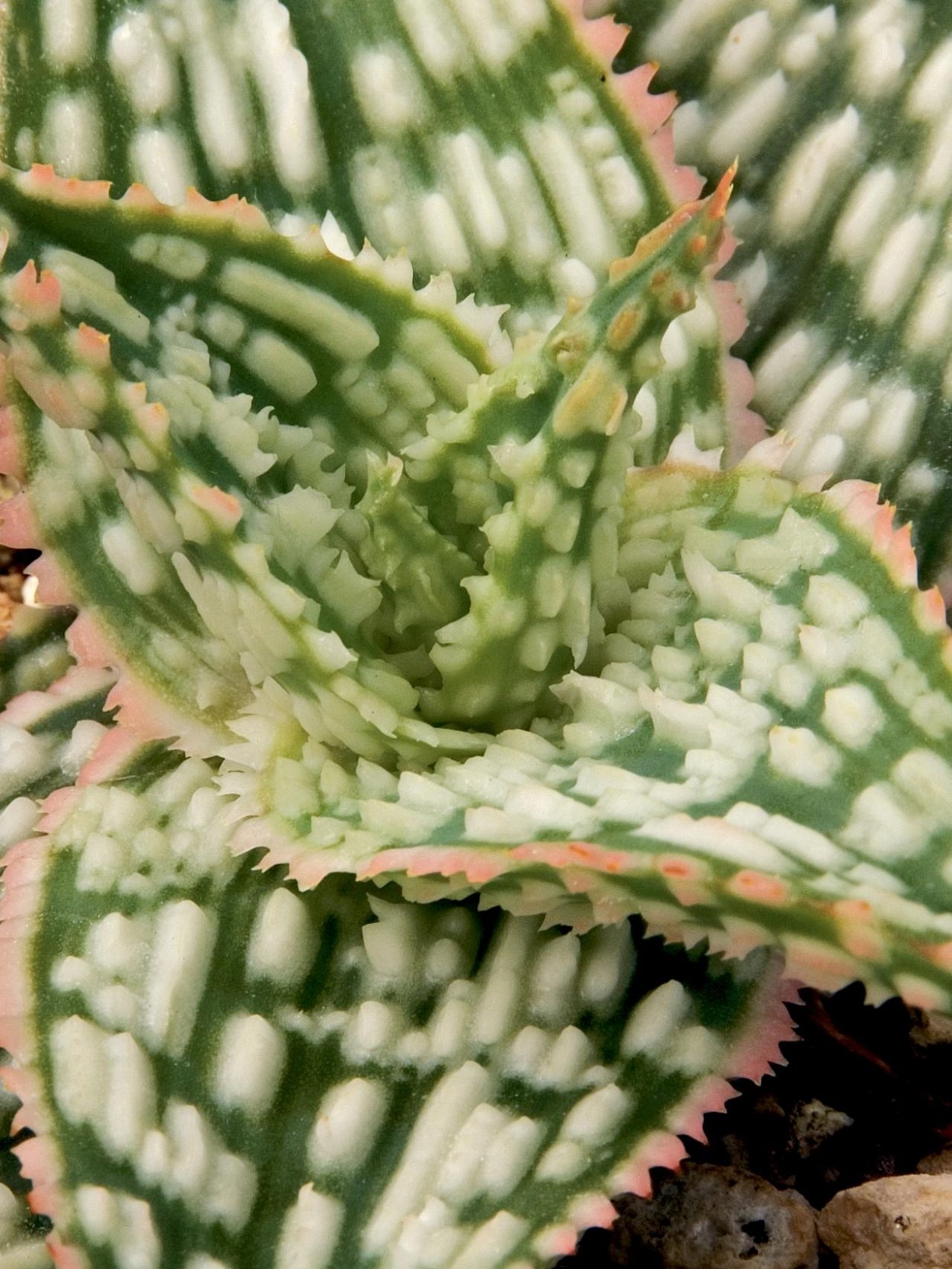 Алоэ Вера цветок столетник