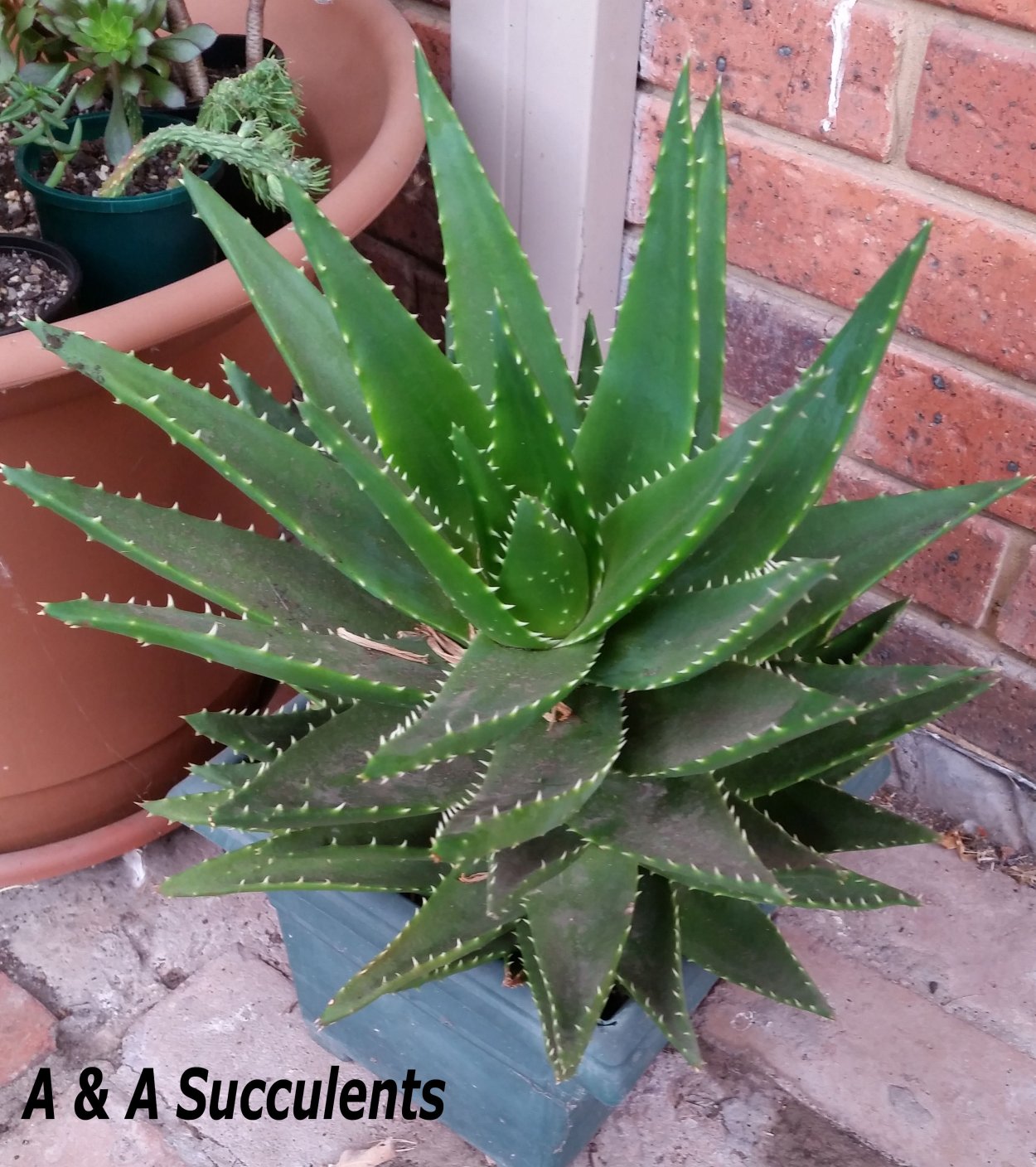 Алоэ остистое цветет