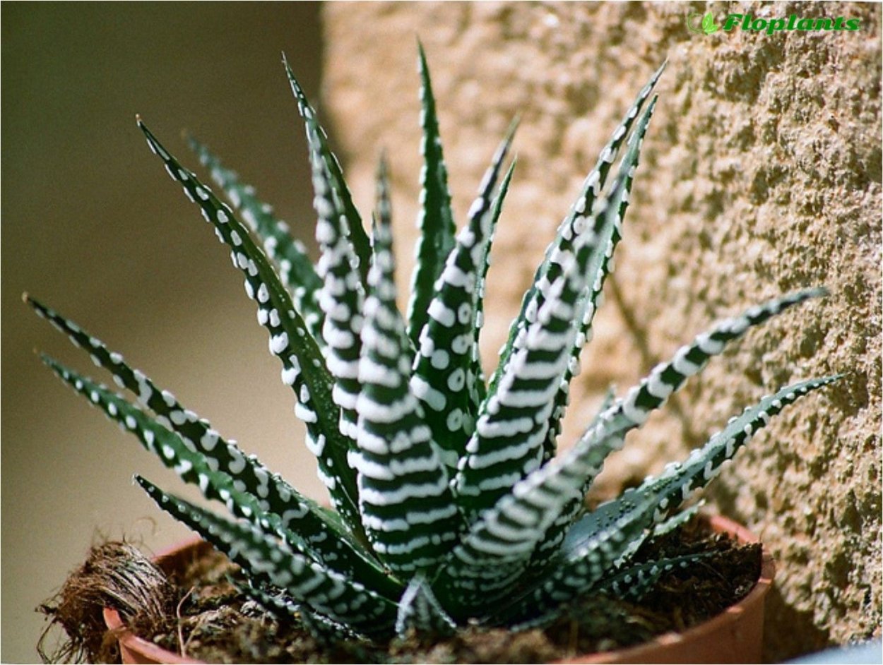 Aloe marlothii