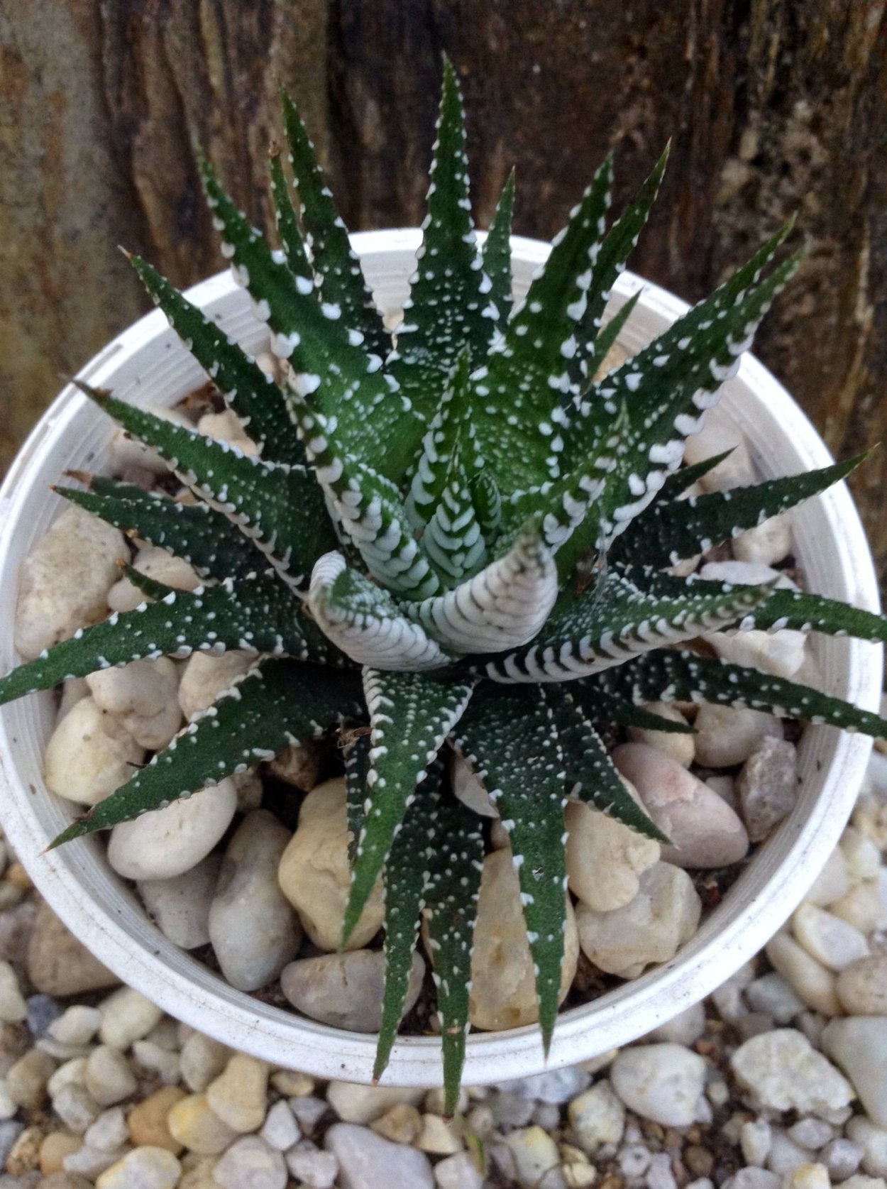 Алоэ Плант микс