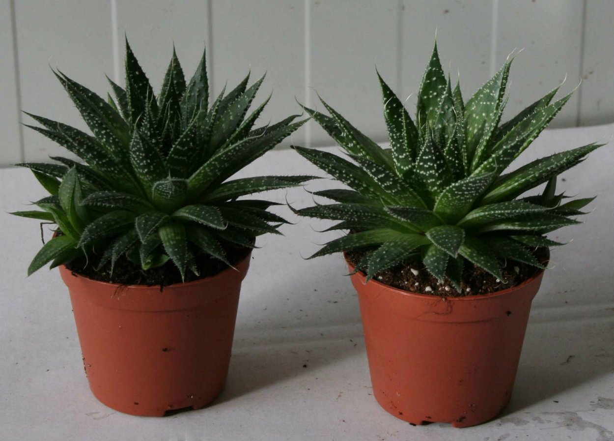 Хавортия Роял Альберт